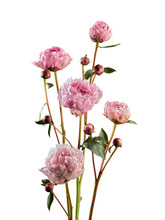 Pioner Kruka Ø19 cm